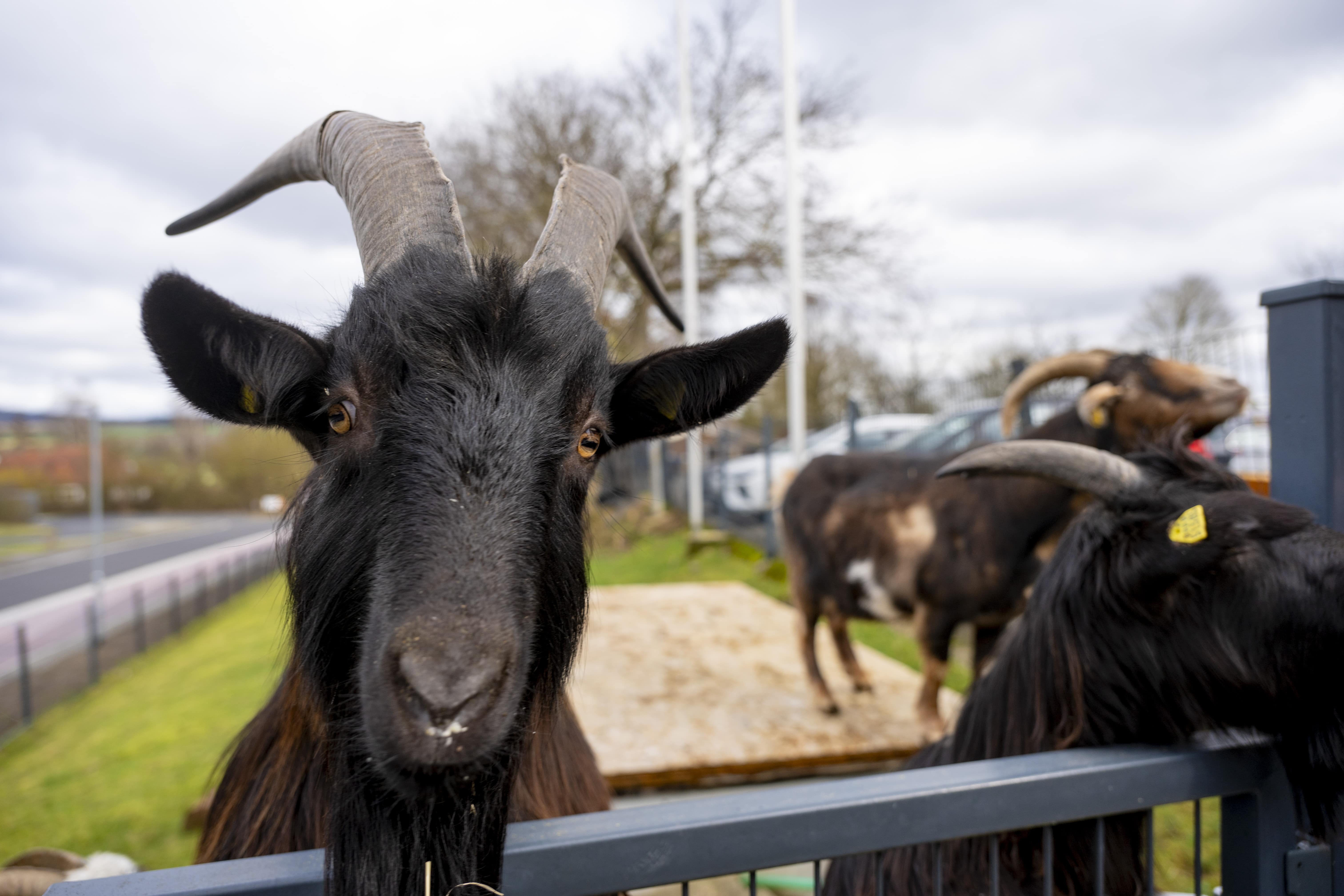 Unsere Ziegen im Hotel Restaurant Berghof